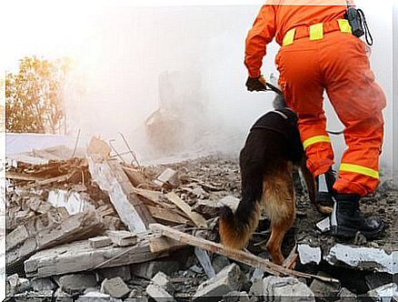 Rescue dog with owner in the rubble