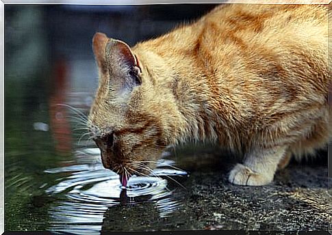 Cat quenches his thirst while drinking from a puddle