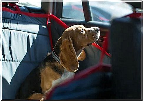 Dog locked in the car.