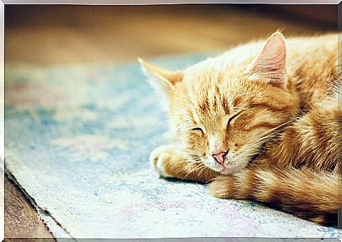 cat sleeping on the carpet on the ground 