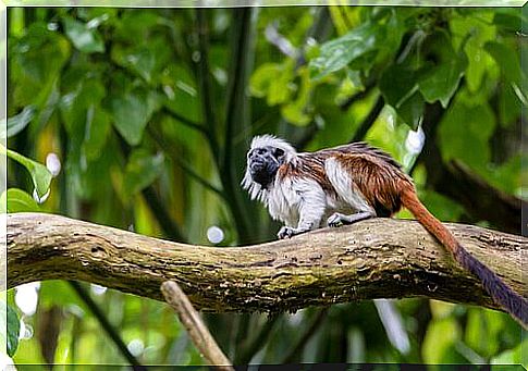 Oedipus tamarin on trunk 