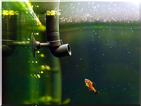 fish in the aquarium and thermostat 