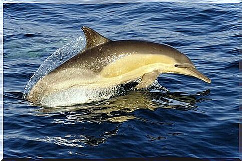 Mediterranean dolphin