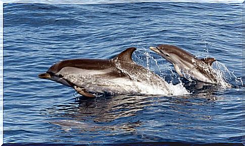 Dolphin mom and baby