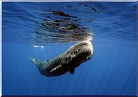 The sperm whale among Mediterranean cetaceans