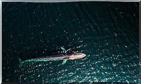 Fin whale