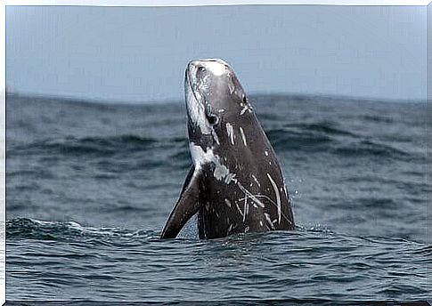 The grampo among Mediterranean cetaceans