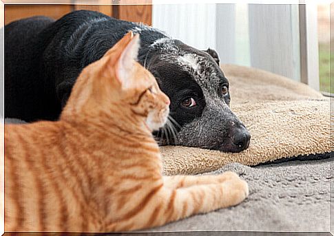 cat-and-dog