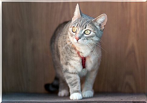 cat with collar