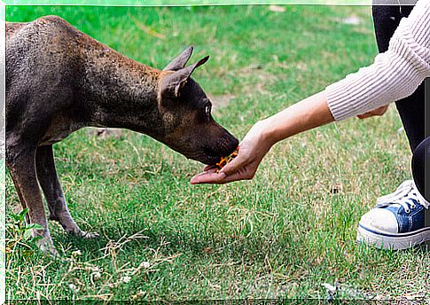 Marco, the boy who saves stray dogs