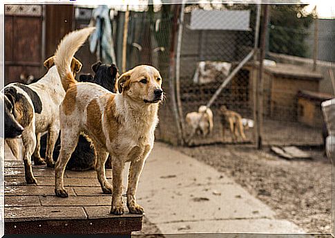 stray dogs-in-the-shelter