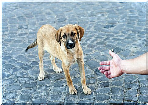 stray-dogs-man-holds-out-his-hand