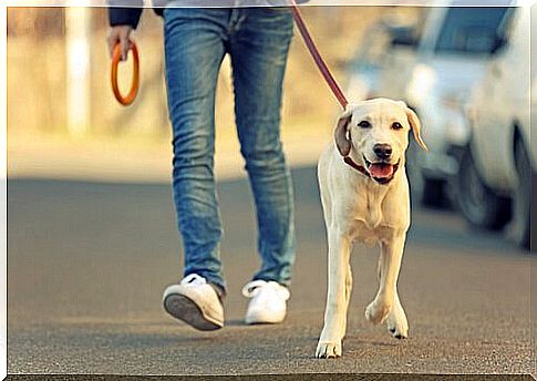 Boy walks young white labrador on a leash