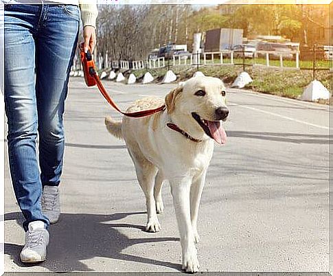 White dog for a walk with a retractable leash