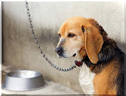 a beagle held on a metal leash