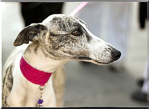 Greyhound with a choke collar