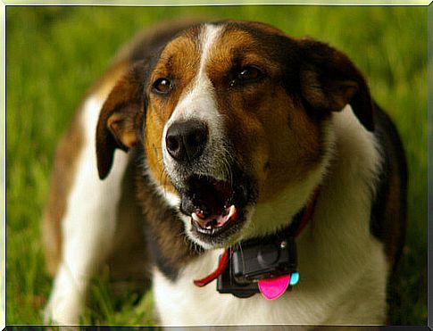 Bark collars: is it mistreatment?