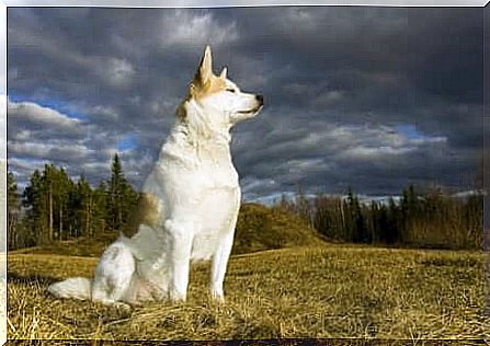 Norrbotten spitz dog.