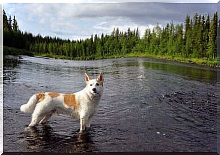 Norrbotten spitz on the water.