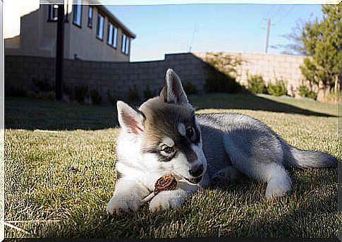 husky puppy eats