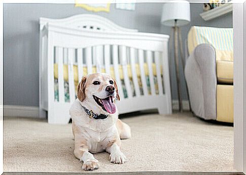 Pregnant dog and cot