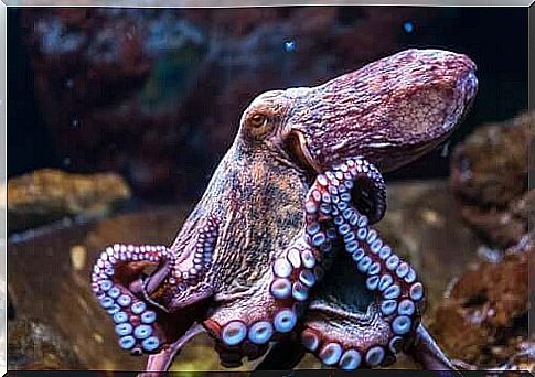 Octopuses are among the most difficult animals to tame