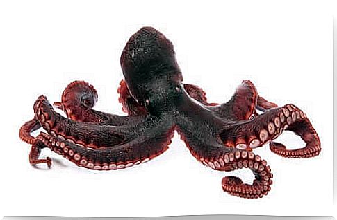 Octopuses have long tentacles.