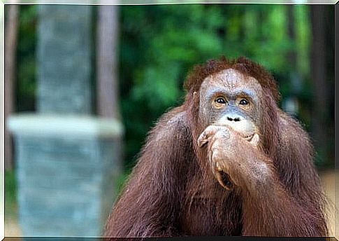 Orangutans are as smart as an 8-year-old