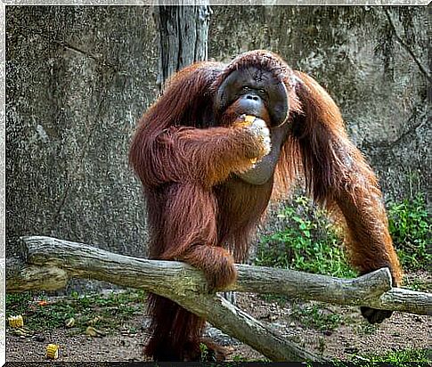 orangutan on trunk 