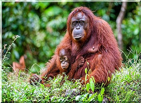 orangutan with cub in the forest 