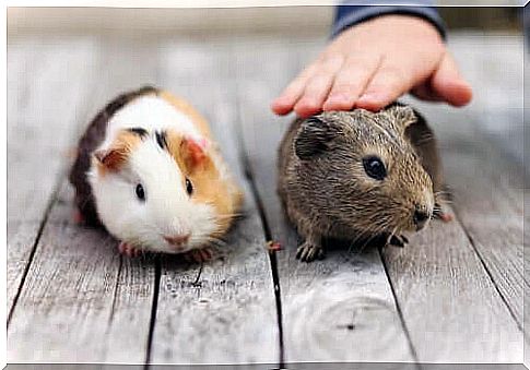 Overgrowth of molars in guinea pigs