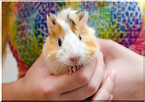 guinea pig in the hand of the mistress