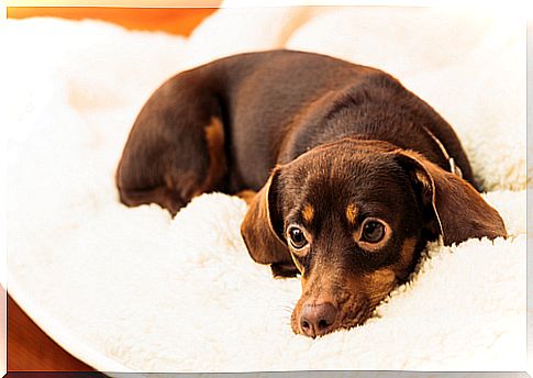 dog-in-the-blanket