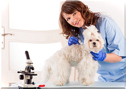 dog-veterinary