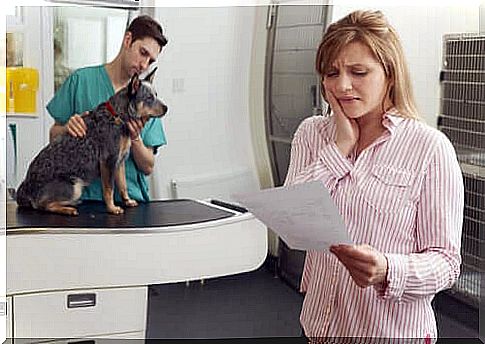 Pet Insurance: Do They Really Need It?