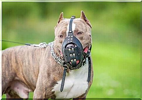 Pitbull with muzzle