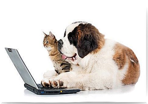 Pets and social networks: how to avoid the dangers