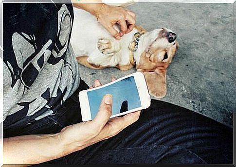 Master pampers dog with a smartphone in his hand