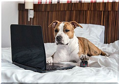 Dog on bed looks at laptop