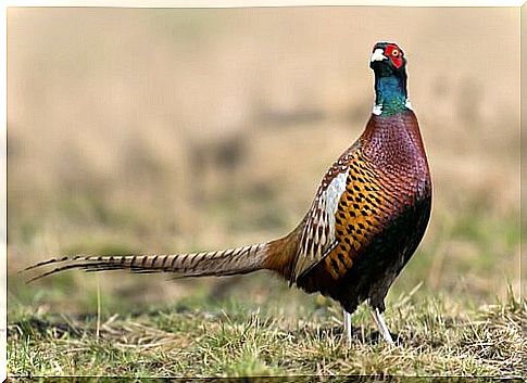 Pheasant: characteristics, behavior and habitat