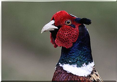 beak and eyes of a Pheasant seen up close