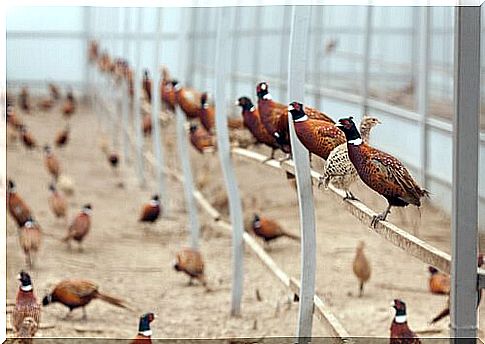 a breeding of domestic pheasants