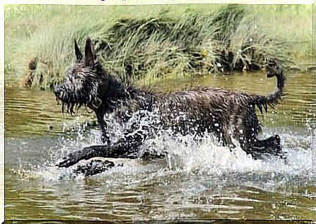 Picardy Shepherd Dog in the water.