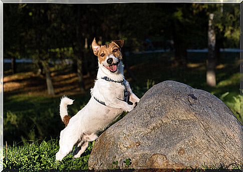 Pongo, the millionaire dog