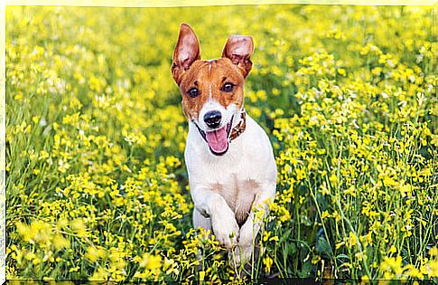 jack russell terrier among the flowers