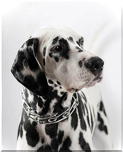 Dalmatian with punishment collar