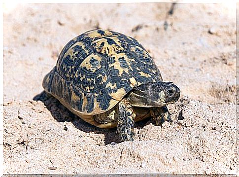 Turtle walks in the sand