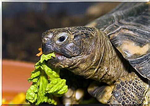 Turtle eating lettuce