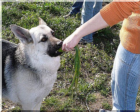 dog-feeding