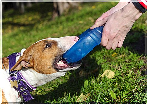 dog-and-exercise